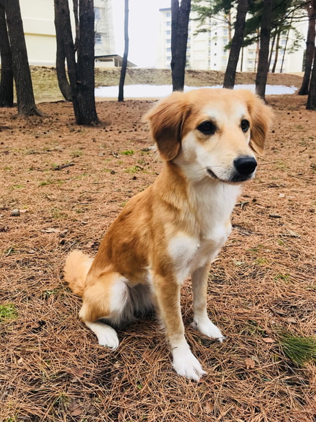 shiba golden retriever mix