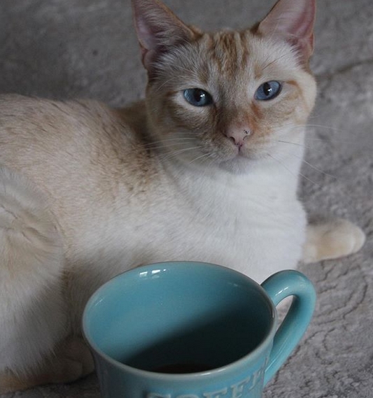 50+ Best Coffee Cat Names PetPress