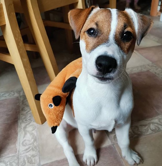 10+ Jack Russell Terriers For Anyone Who’s Having A Bad Day PetPress