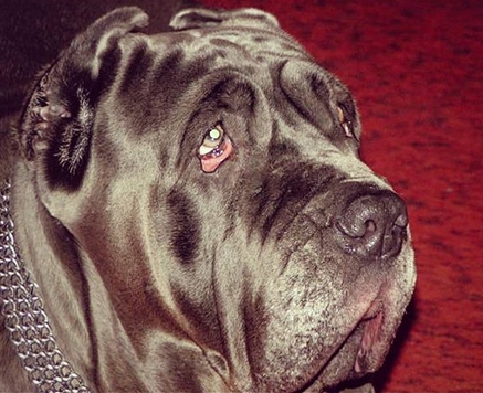 15 Things Only Neapolitan Mastiff Owners Will Understand | Page 3 of 5