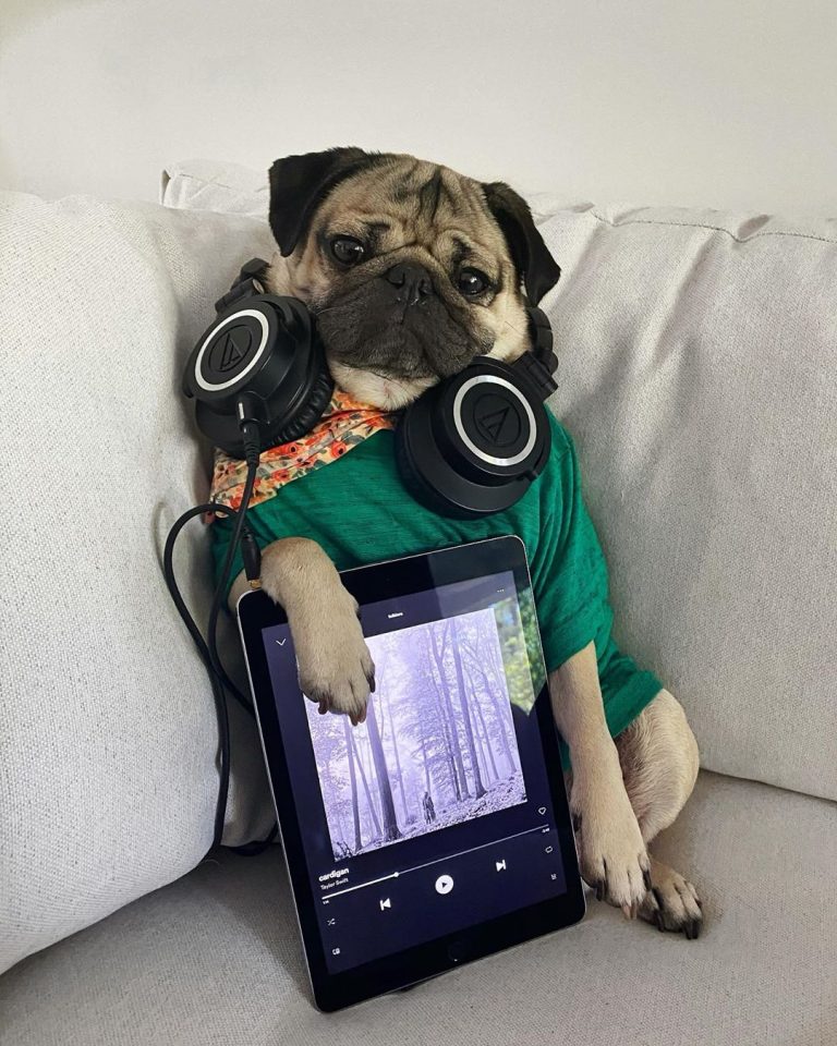 15 Famous Dogs On Instagram That You Have to Follow