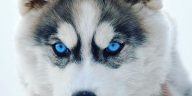 14 Things That All Husky Lovers Must Have | PetPress