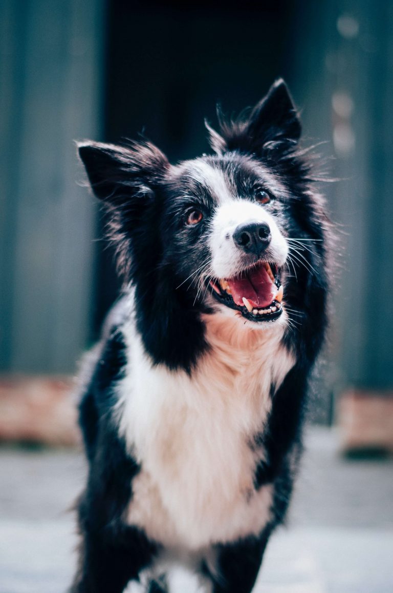 How Much Do you know about Border Collies? PetPress