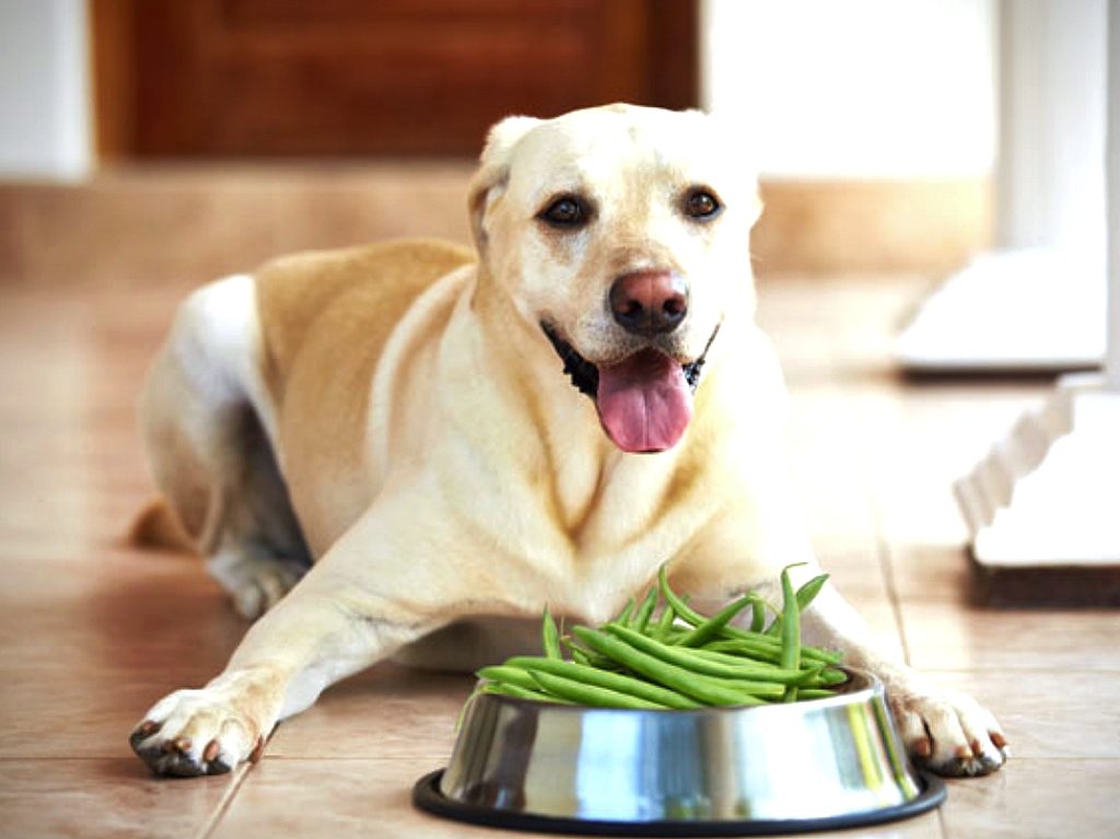 10+ Healthiest Human Foods You Should Be Feeding Your Dog Page 2 of 3