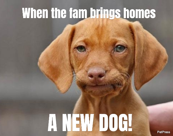 Annoyed dog  petpress