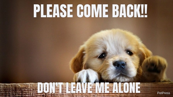 10 Sad Dog Memes On The Internet PetPress 10 Sad Dog Memes On The Internet PetPress
