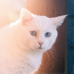 Free Cat Name Generator Petpress