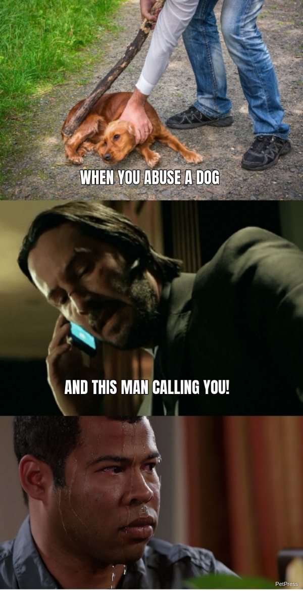 10+ John Wick dog Memes Will Make you Love your dog Page 3 of 3
