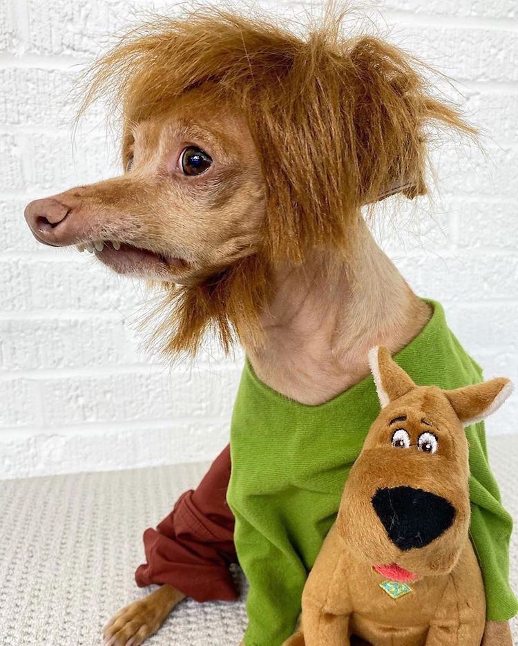 30+ Scariest Dog Costumes of All Time for Halloween 2020!