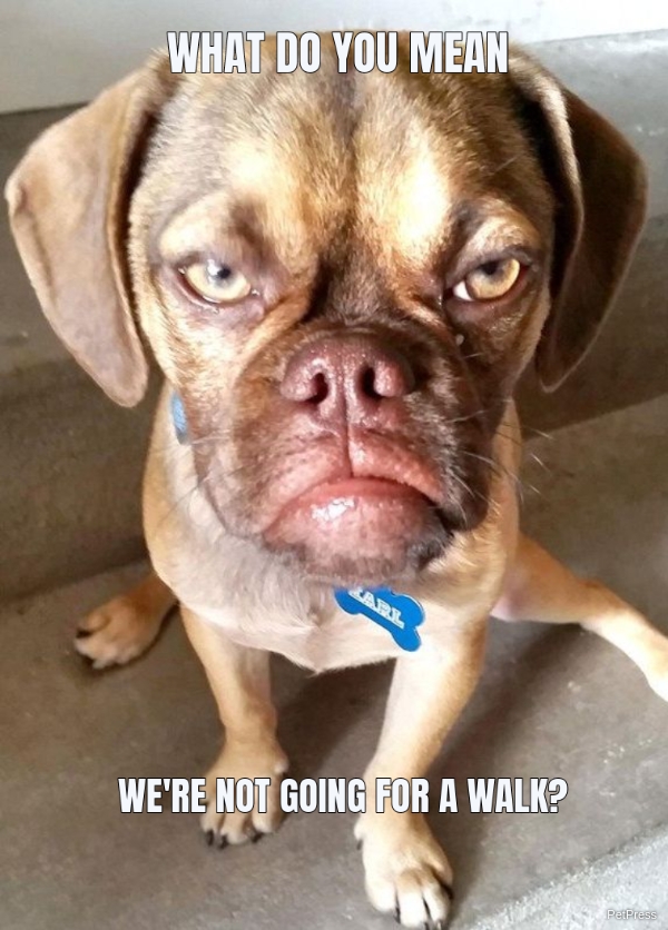 10 Angry Dog Meme That Hilarious Page 2 Of 3 PetPress