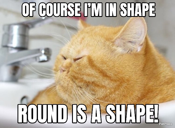 Top 10 Funniest Fat Cat Memes On The Internet PetPress Top 10 Funniest Fat Cat Memes On The Internet PetPress