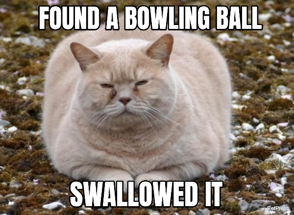 Memes Fat