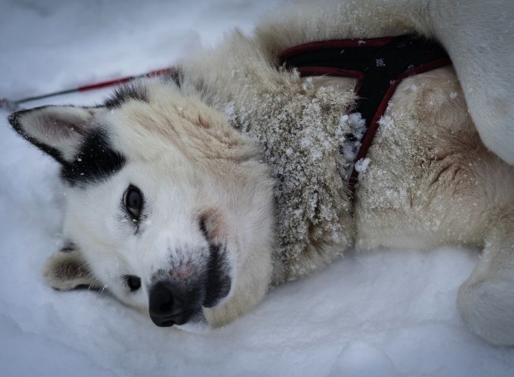 10+ Most Popular Dog Names Articles For Naming Your Pup