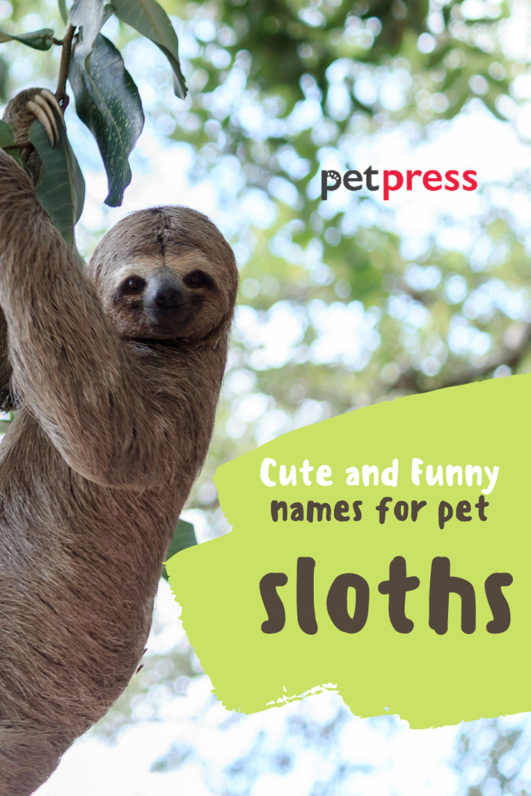 200+ Pet Sloth Names (Cute, Funny, Male, and Female Names)
