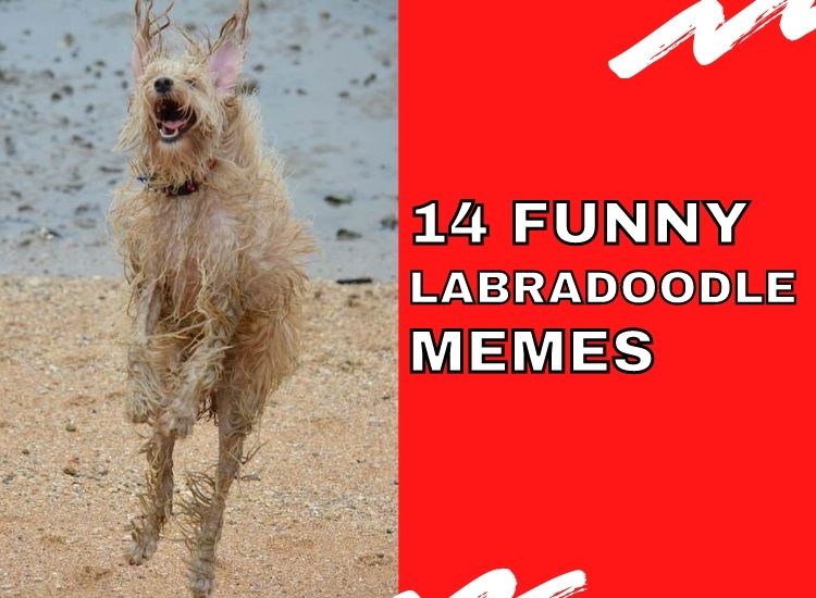 10+ Most Popular Dog Meme Articles That Are Really Funny