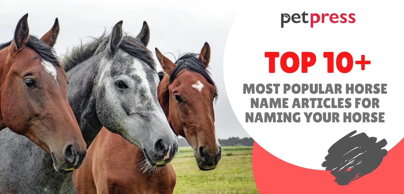 10+ Most Popular Horse Name Articles For Naming Your Horse PetPress