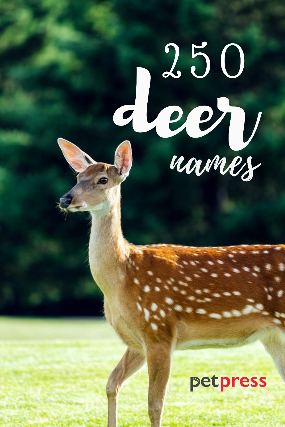 Deer Names Over 250 Great Ideas For Naming Your Deer 2021 