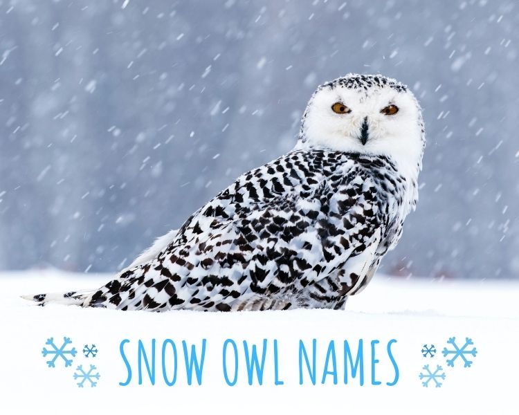 Top 30+ Good and Cute Names For Snow Owls - PetPress