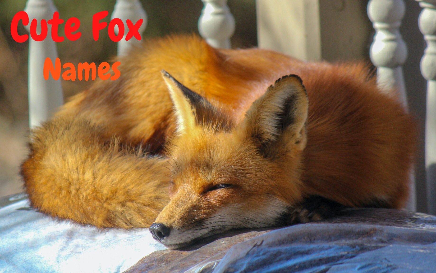 sweetie fox 1