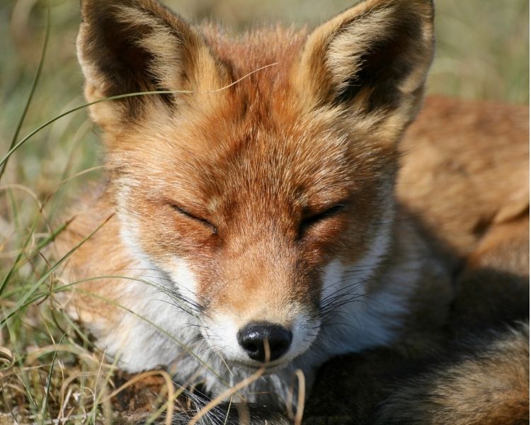 Fox Name Generator – Find The Best Name For Your Pet Fox | PetPress