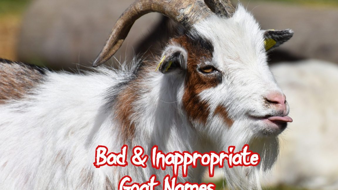 70-best-hilarious-girl-goat-names-good-names-for-a-girl-goat