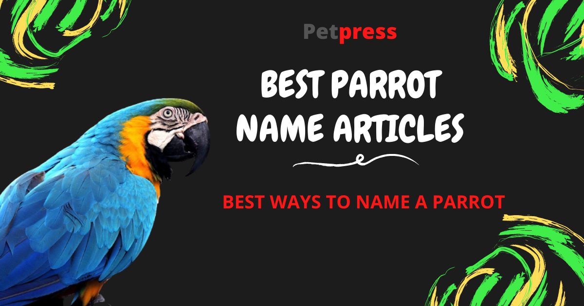 parrot-name-articles