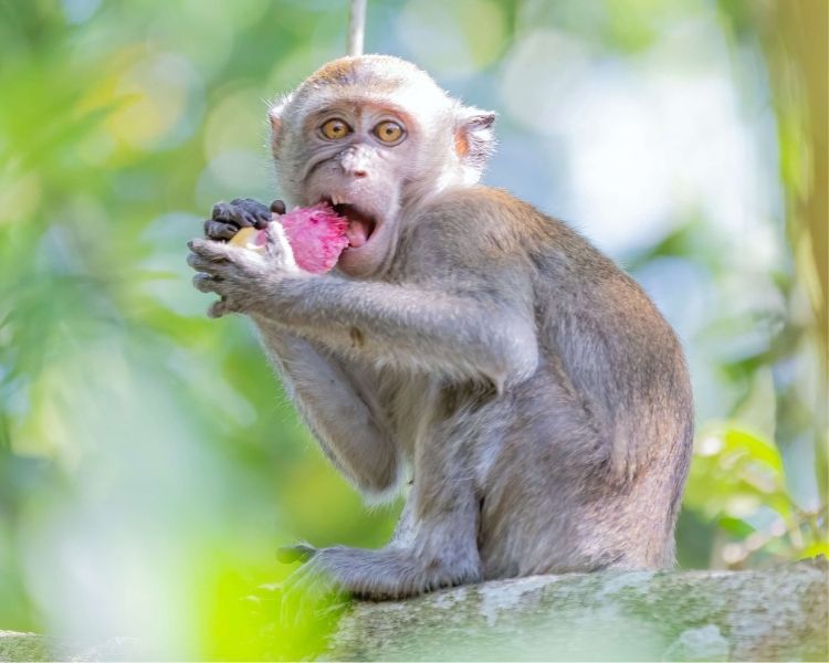 Monkey Name Generator | Petpress - Name Preference
