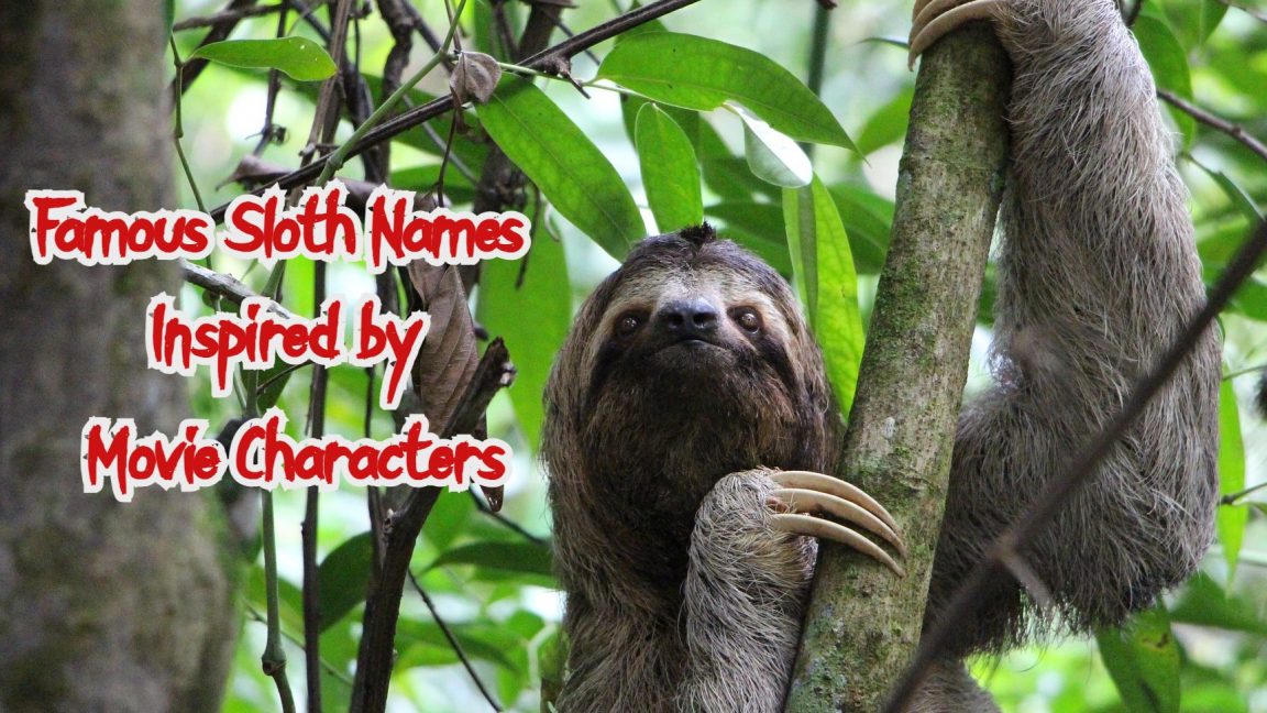 200+ Pet Sloth Names (Cute, Funny, Male, and Female Names)