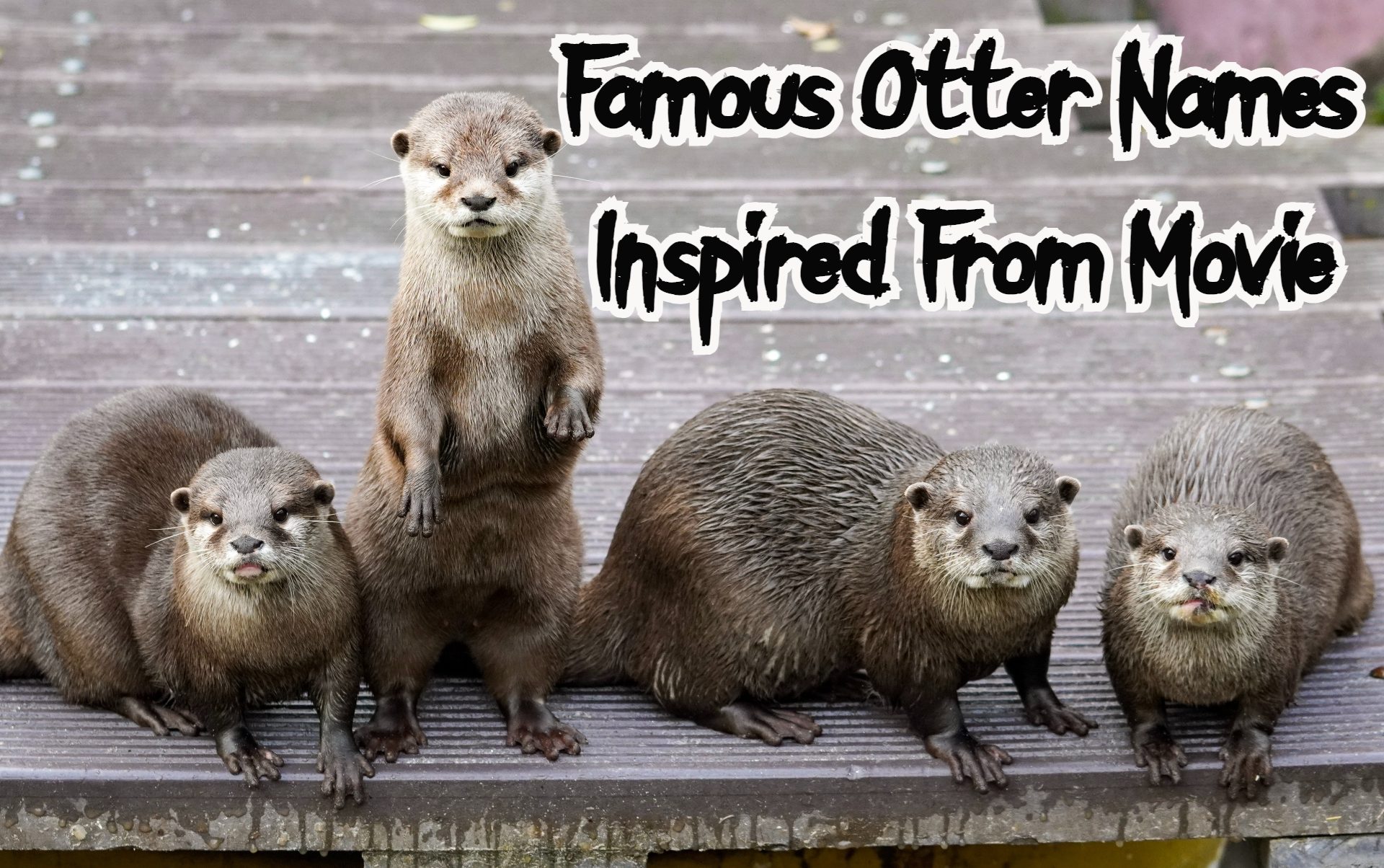Best Names For An Otter - Good, Cute, & Famous Otter Names
