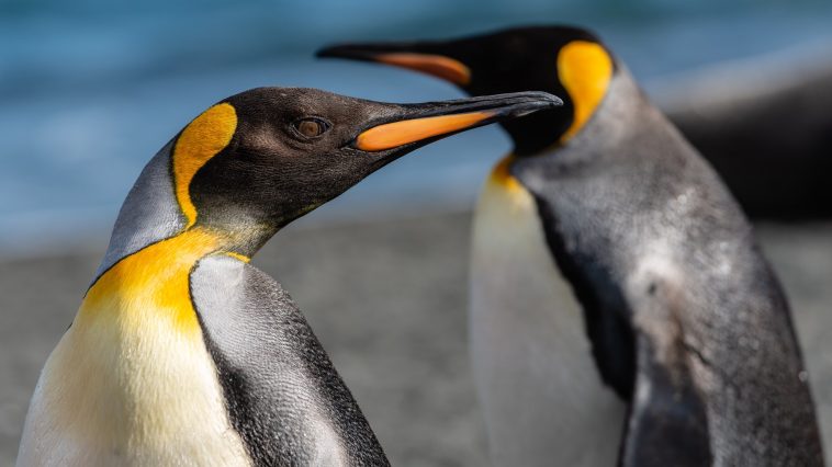 Top 90+ Cute Penguin Names (For Male, Female, And Baby Penguins)