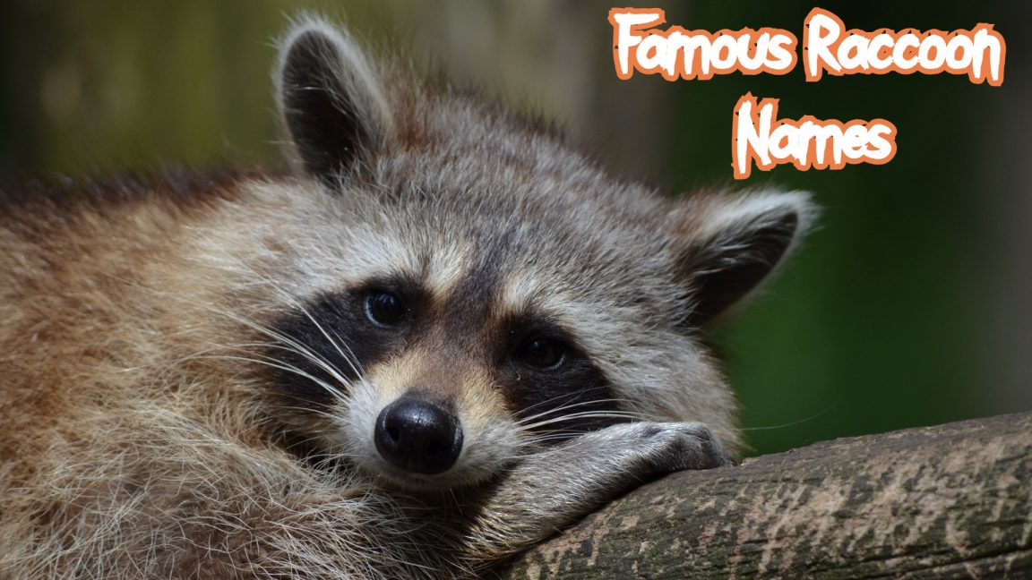 140 Best Pet Raccoon Names (Cute, Funny, & Famous Names)