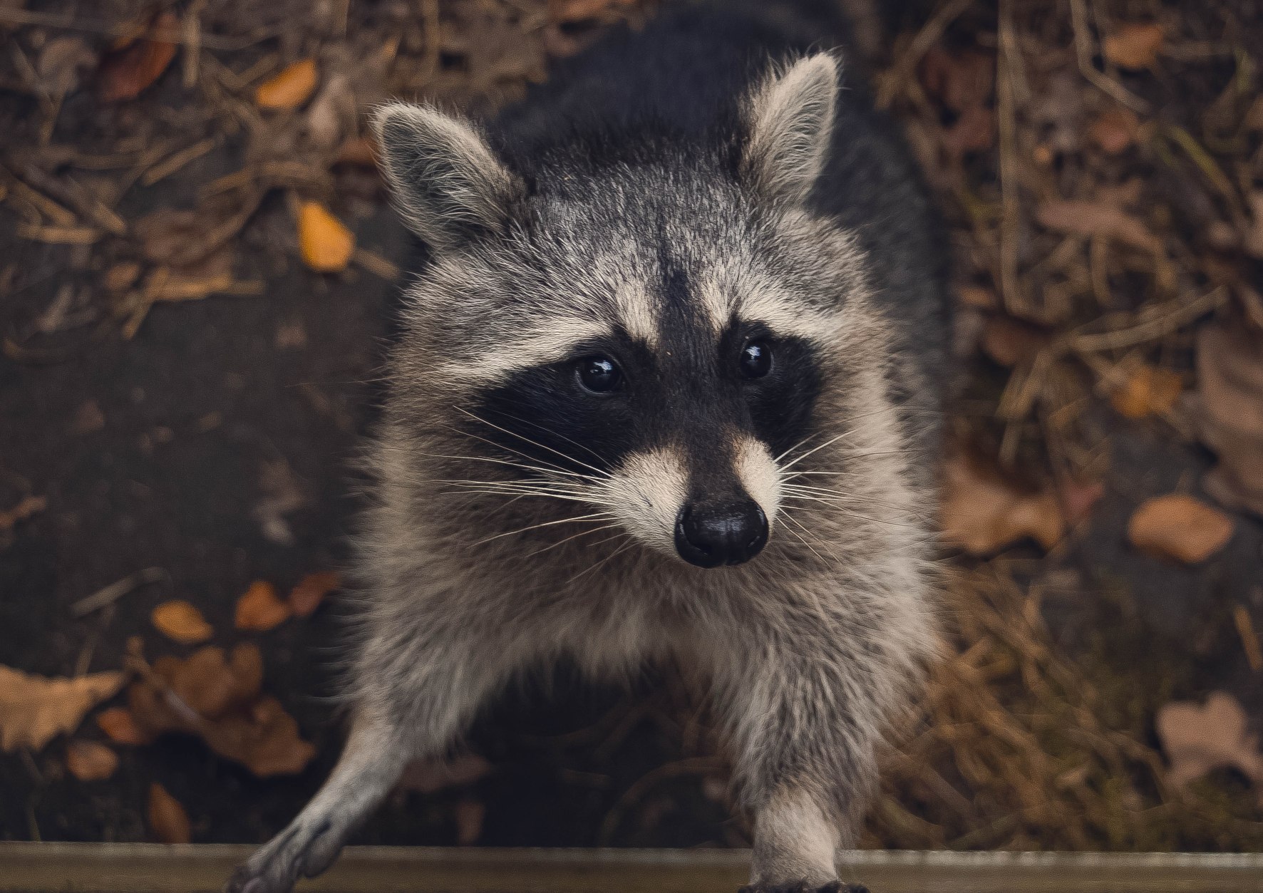 Top Raccoon Name Articles – Best Ways To Name A Raccoon