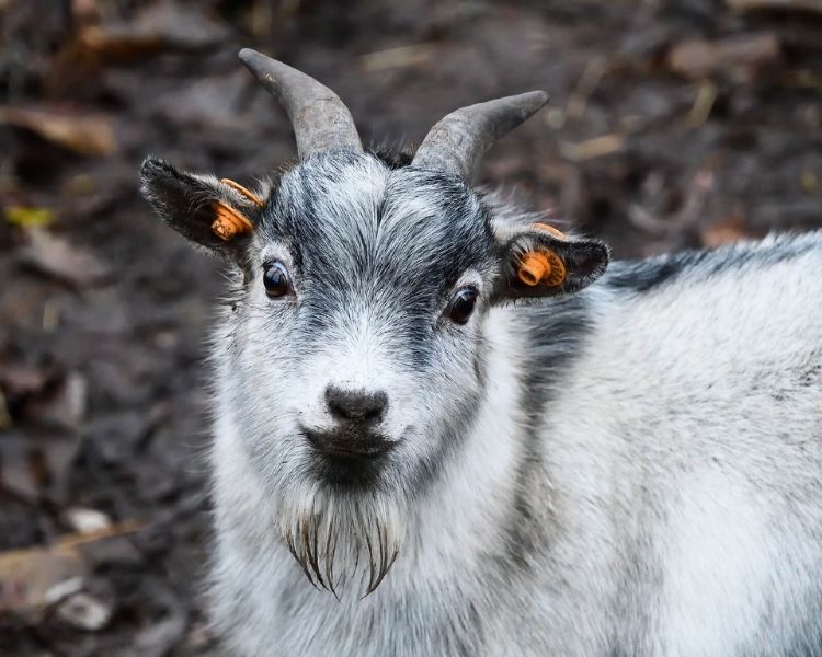 goat-name-generator-best-names-for-a-pet-goat-petpress