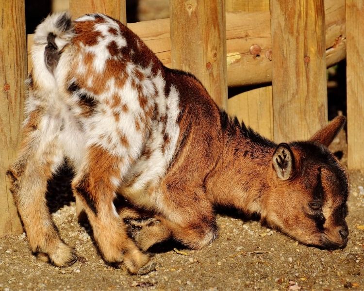 Goat Name Generator Best Names For A Pet Goat PetPress goat-name-generator-best-names-for-a-pet-goat-petpress