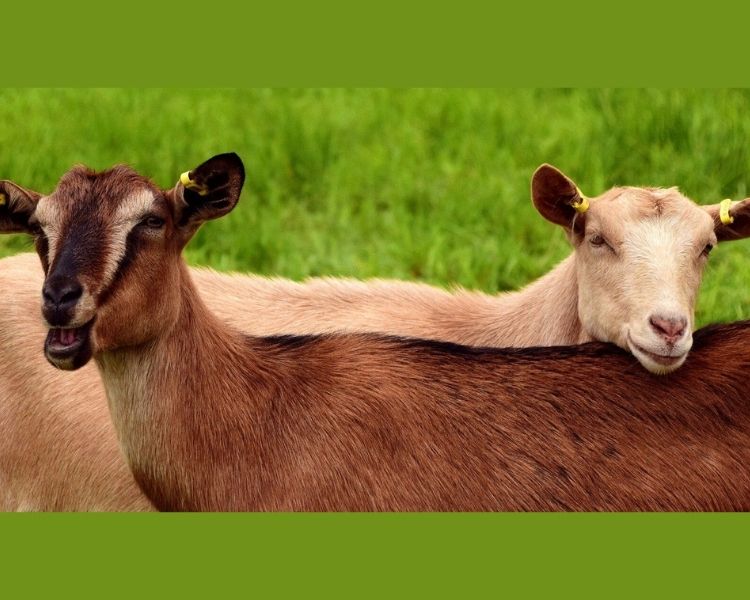 Goat Name Generator Best Names For A Pet Goat PetPress