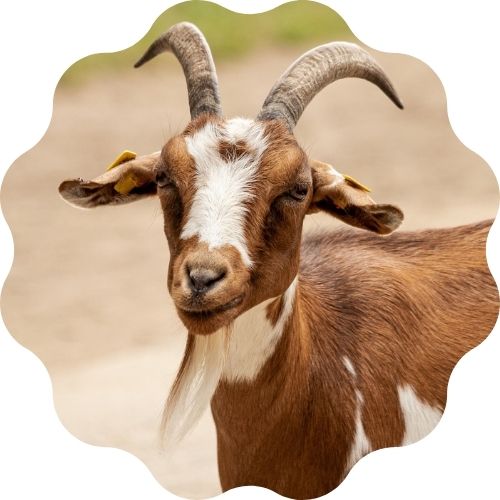 goat-name-generator-best-names-for-a-pet-goat-petpress