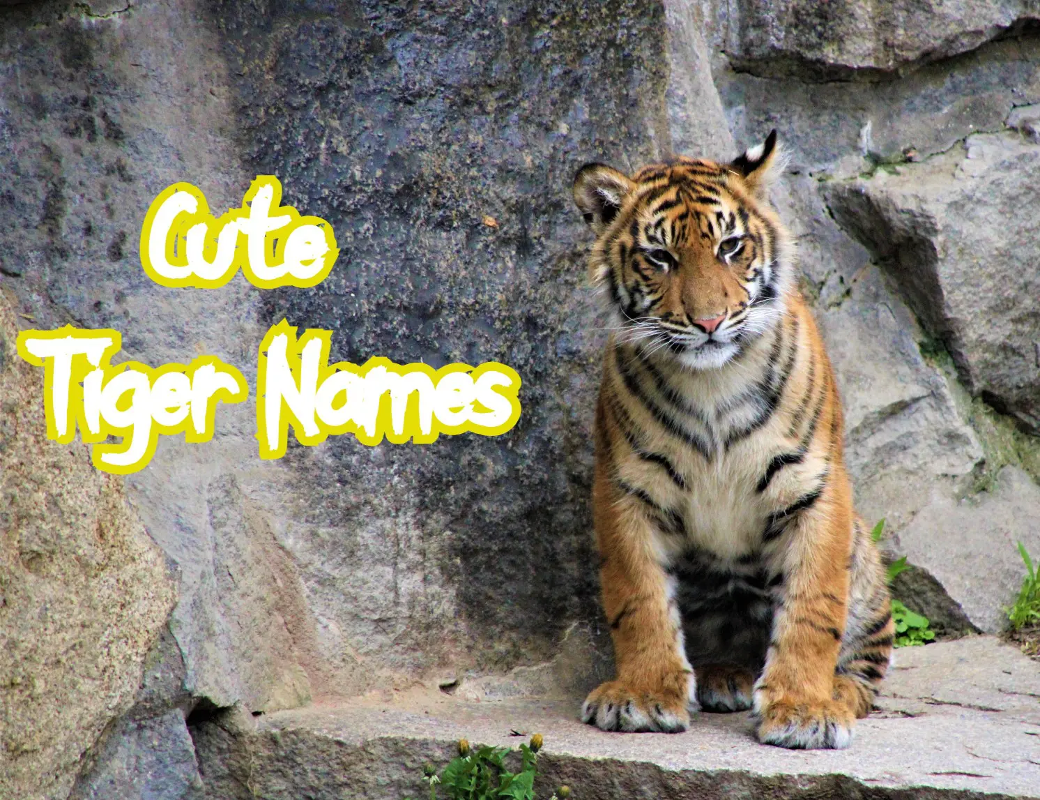50 Cute Baby Tiger Names That Are Adorable Petpress
