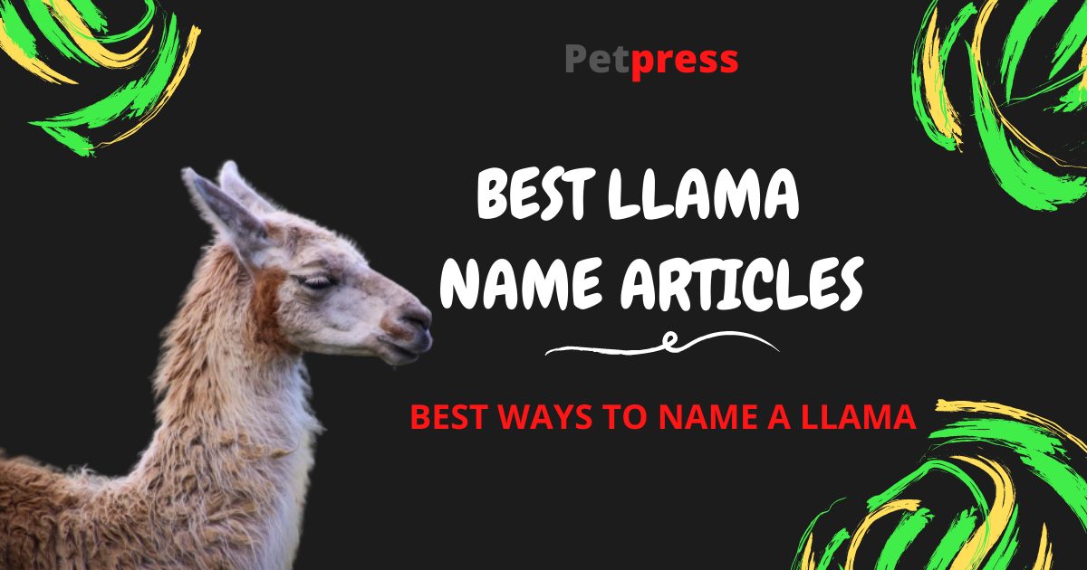 Top Llama Name Articles Good, Cute, & Funny Names For A Llama