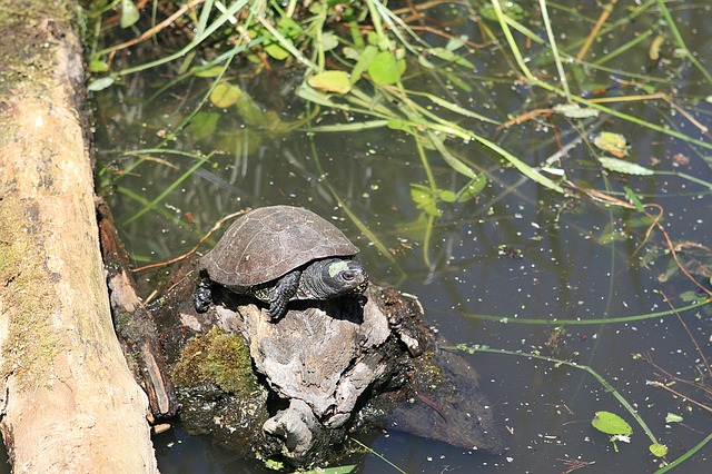 female-tortoise