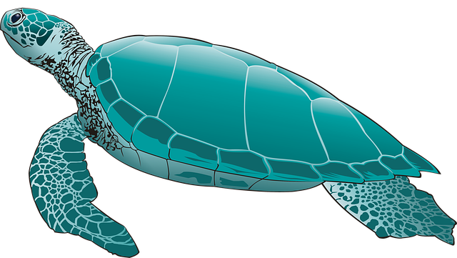 cortoon-tortoise