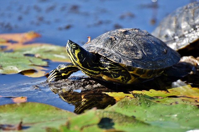exotic-tortoise
