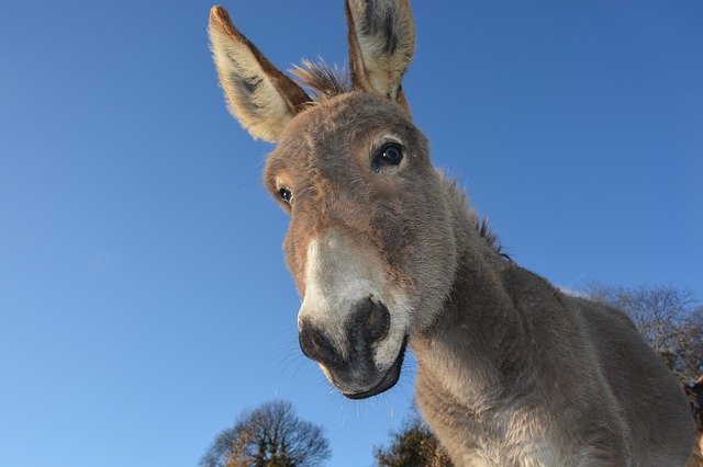 cool-donkey