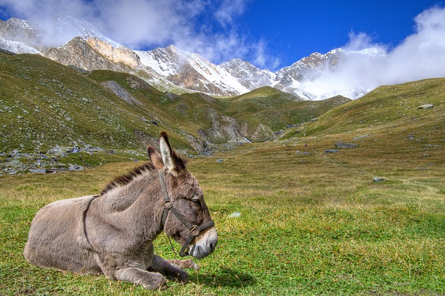 unique-donkey