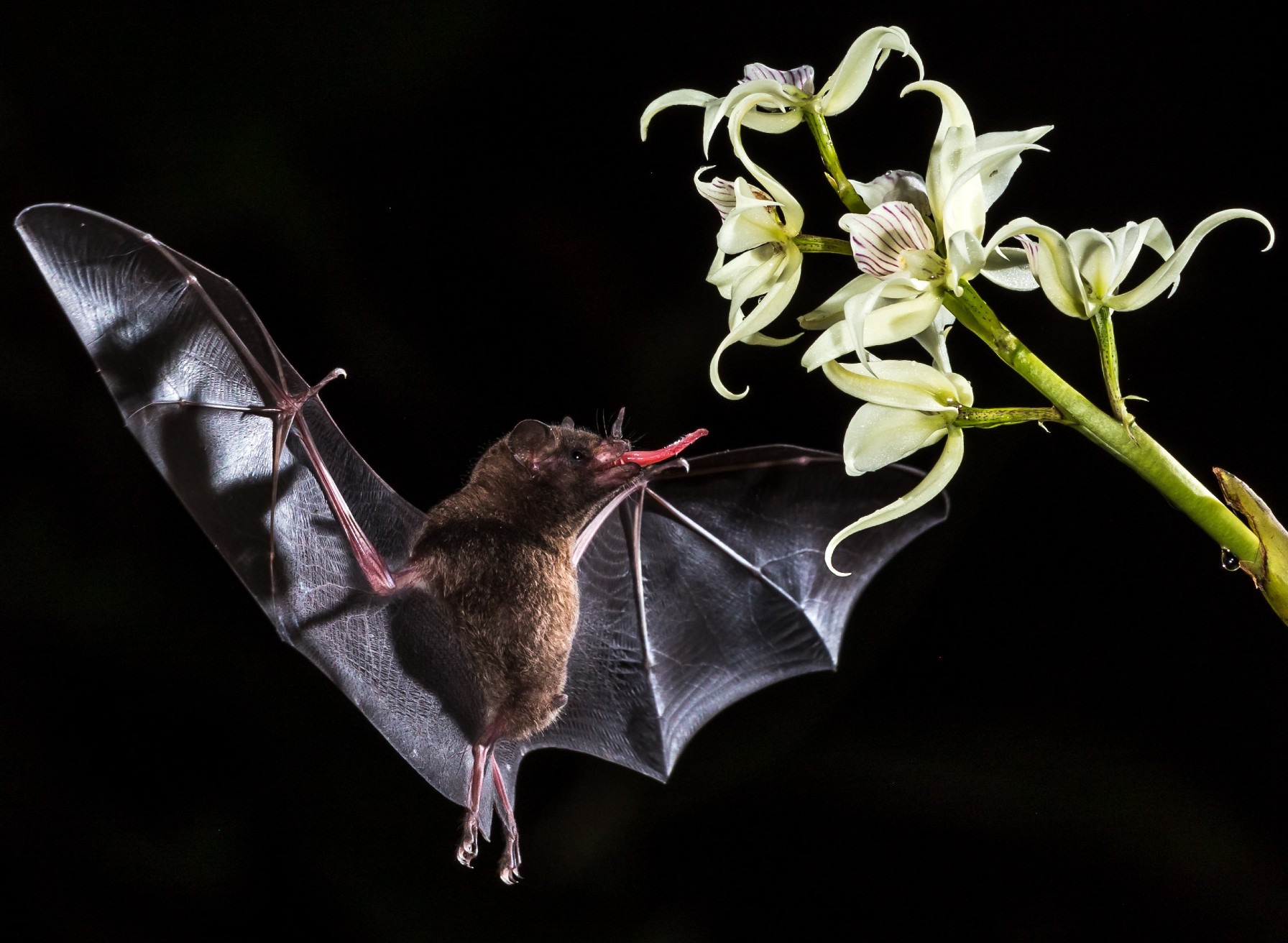 70+ Good Bat Names For Male & Female With Nicknames Too!