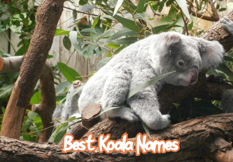Top Koala Name Articles For A Pet Koala With Famous Names Too!