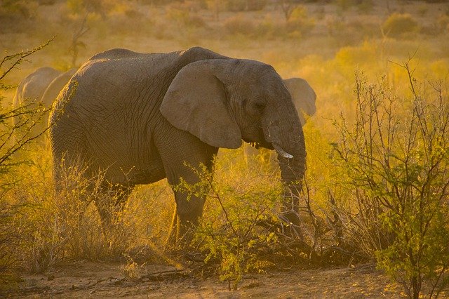 popular-elephant
