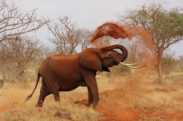 famous-elephant
