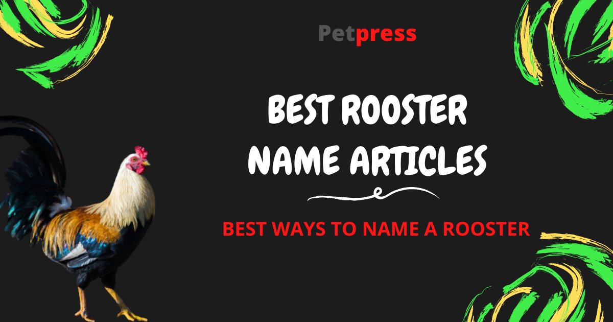 Best Ways To Name Your Rooster Top Name Articles For A Rooster