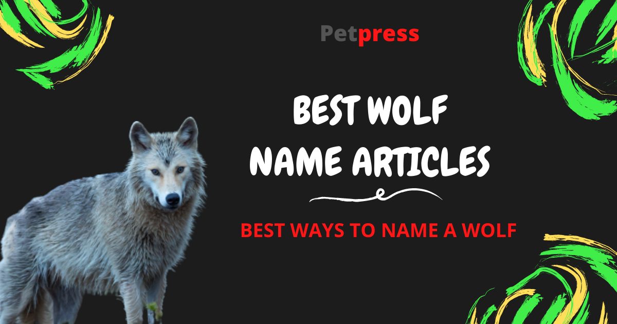 Best Wolf Names For Naming A Pet Wolf Petpress Hot Sex Picture