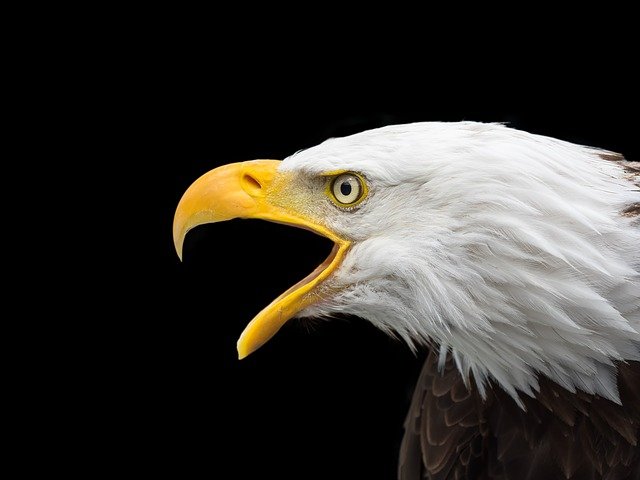 male-eagle-names